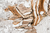 Paragneiss, light micrograph