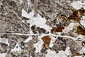 Granodiorite, light micrograph