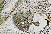 Migmatite, light micrograph