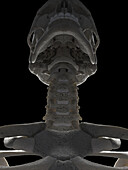 Cervical spine, illustration