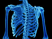 Thoracic spine, illustration