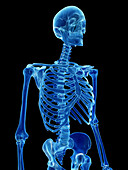 Human skeleton, illustration