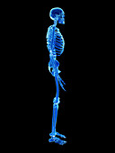 Human skeleton, illustration