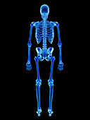 Human skeleton, illustration