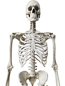 Upper body skeleton, illustration