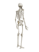 Human skeleton, illustration