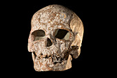 Homo sapiens skull, Cro-Magnon, France