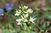 Roman orchid (Dactylorhiza romana)