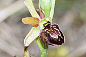 Ophrys molisana