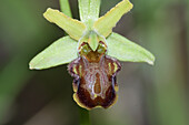 Ophrys sphegodes classica