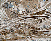 Muschelkalk limestone, light micrograph