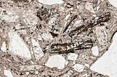 Rhyolite, light micrograph