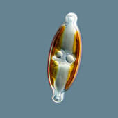 Caloneis freshwater diatom, light micrograph