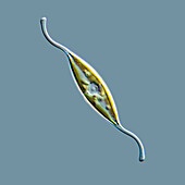 Marine diatom Gyrosigma fasicola, light micrograph