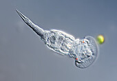 Squantinella rotifer, light micrograph