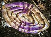 Nummulitic limestone, polarised light micrograph