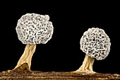 Physarum sp. slime mould fruiting bodies, light micrograph