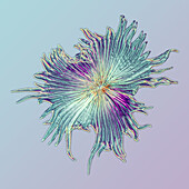 Sea buckthorn leaf scale, light micrograph