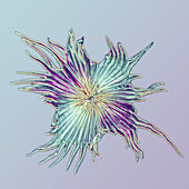 Sea buckthorn leaf scale, light micrograph