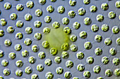 Volvox green alga colony, light micrograph