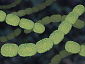 Finegoldia magna bacteria, illustration