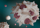 Macrophage engulfing viruses, illustration