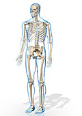 Male skeleton, illustration