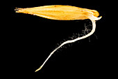 Germinating bulbous oat grass (Arrhenatherum elatius) seed