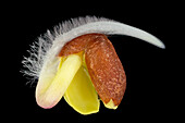 Germinating radish (Raphanus sativus) seed