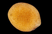White mustard (Sinapis alba) seed