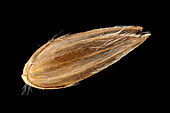 Reed canary grass (Phalaris arundinacea) seed