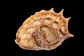 Sainfoin (Onobrychis viciifolia) seed