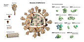 Covid-19 coronavirus particle, illustration