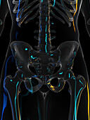 Lumbar spine and pelvis, illustration