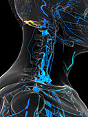 Nerves of the neck, illustration