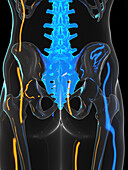 Lower spine, illustration