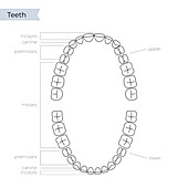 Upper and lower human teeth, illustration