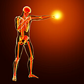 Anatomy of a boxer, illustration