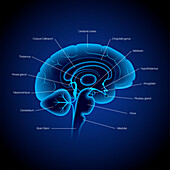 Brain anatomy, illustration