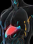 Painful liver, illustration