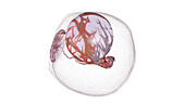 Human embryo at week 4, illustration