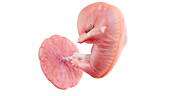 Human embryo at week 8, illustration