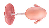Human foetus at week 9, illustration