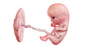 Human foetus anatomy at week 10, illustration