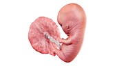 Human foetus at week 10, illustration