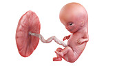 Human foetus at week 11, illustration