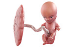 Human foetus at week 11, illustration