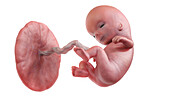Human foetus at week 11, illustration