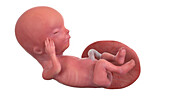 Human foetus at week 13, illustration