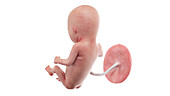 Human foetus at week 14, illustration